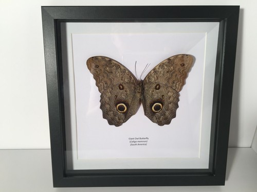 Giant owl butterfly - owl,