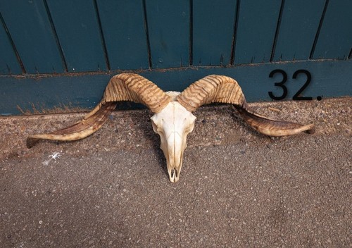 Ram skull bones - ram, animal
