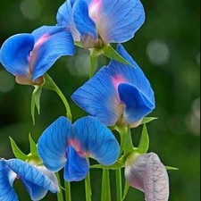 10 Sweet Pea Seedling Plants