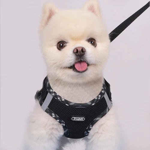 Small dog cat puppy - small,