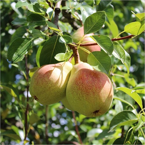 Beurre hardy pear tree 6ft - tree, 5