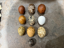 Ten hollow replica british bird  eggs  .