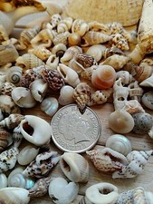 100 MIXED SEASHELLS very small