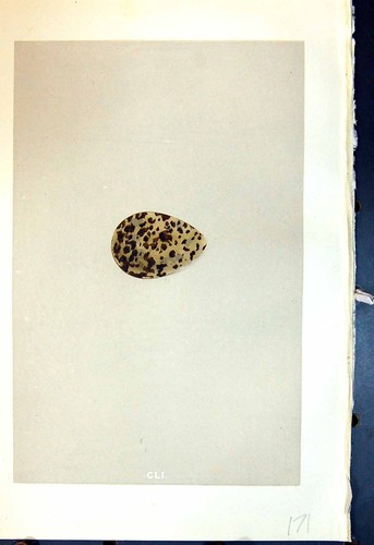 Antique print rev - antique,