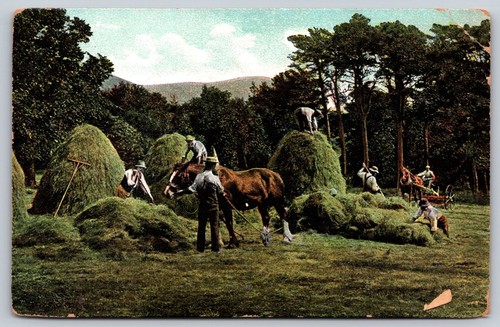 Vintage hay harvest postcard - postcard,