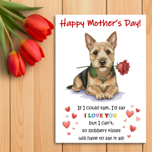 Australian terrier mother - australian,