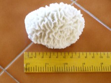 Vintage Natural Sea Brain Coral White 