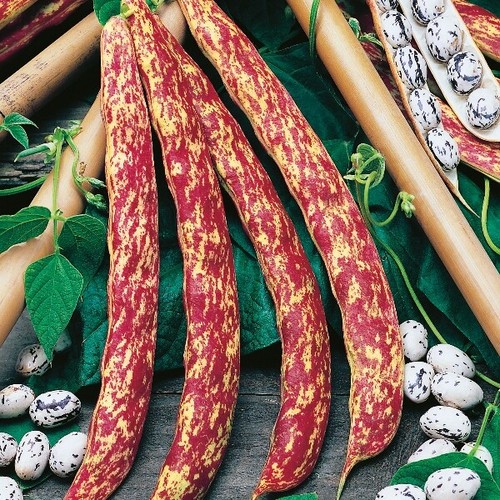 Vegetable climbing french bean - vegetable,