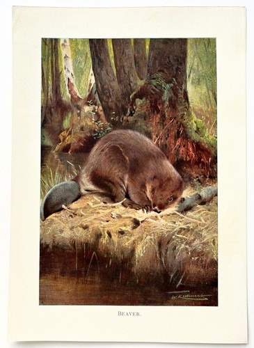 Beaver 1916 antique - -,