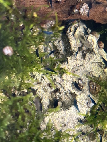 Blue dream shrimp - dream,