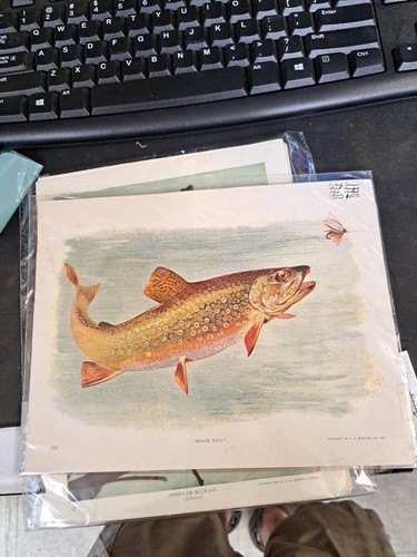 Original brook trout print - brook,