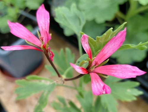 Pelargonium mani fata - 'mani,
