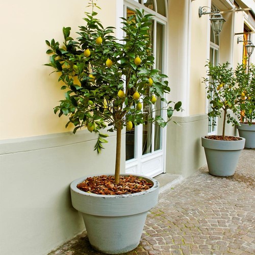 Meyer lemon tree 14 tall - -, 8-14"