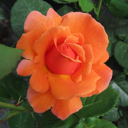 Rose cynthia - 'cynthia's,