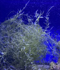 🌿 Caulerpa brachypus Macro