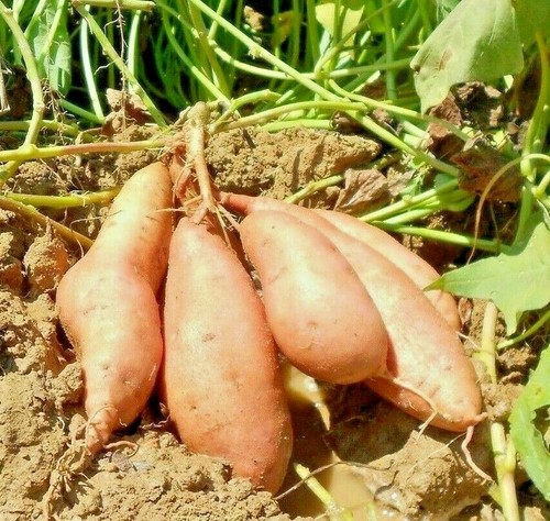 Organic farm peru - orange, sweet