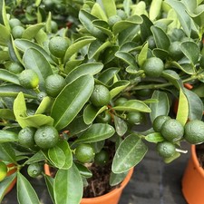 Citrus Orange Calamondin 30cm