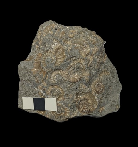 Unprepared promicroceras - unprepared,