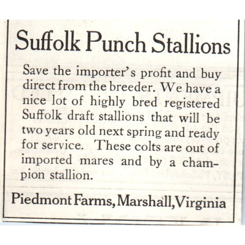 Suffolk punch stallions - punch,