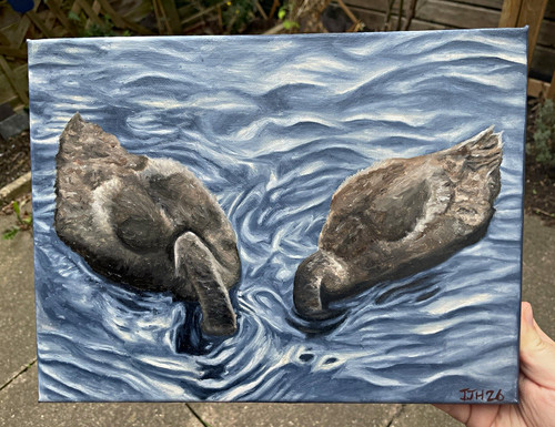 Cygnets original swan - cygnets,