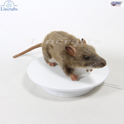 Hansa long nose bandicoot - nose, 6042
