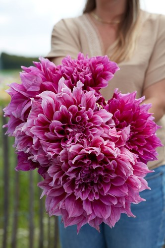 Dahlia tuber emory paul - emory,