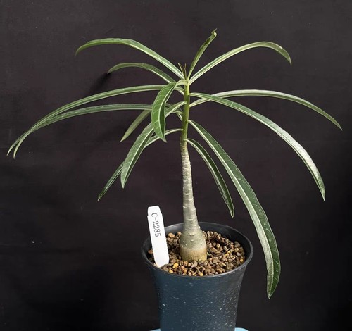 Rare live house plant adenium - rare,