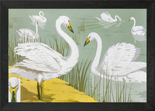 Wild swan Framed Wall Art