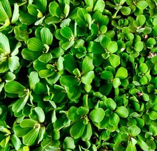 Watercress Nasturtium