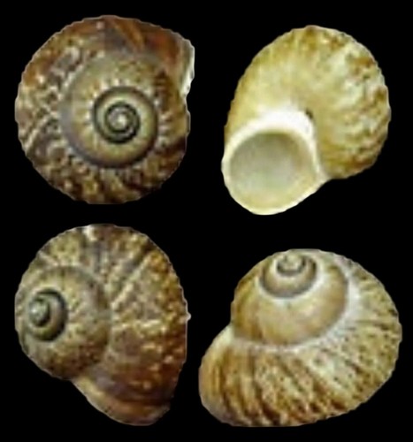 Fernandezi snail shells - fernandezi,