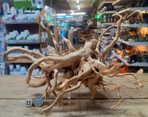 Red moor wood root - wood,