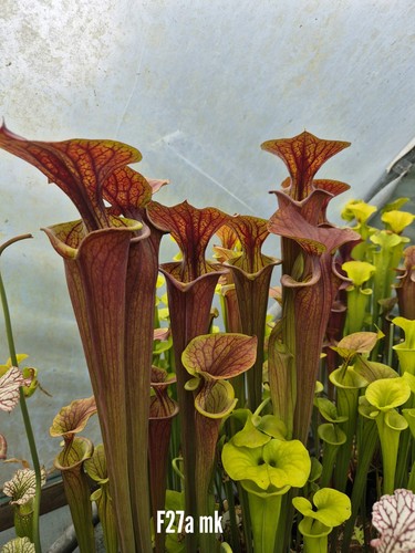 Sarracenia flava f27a x - sarracenia,