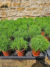 30 Scots Pine (Pinus Sylvestris) Seedlings 3 - 4 Inches Tall
