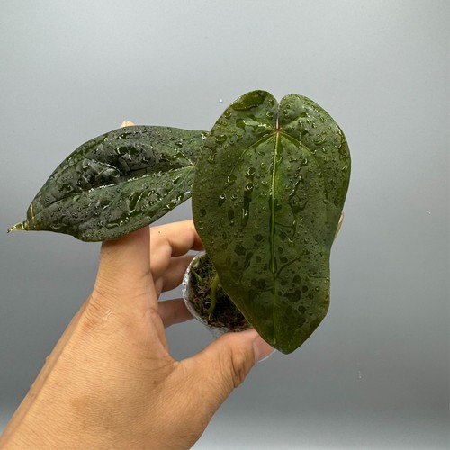 Anthurium ace spades rare - anthurium,