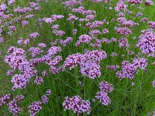 Verbena Bonariensis Purple Top