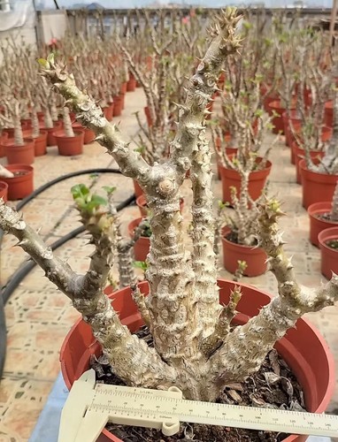 Pot 18cm rare - rare, pachypodium