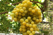 Cotton candy grape- 3 cuttings