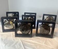 Ammonite Fossil In Floating