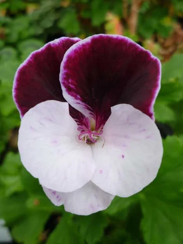 Pelargonium covina regal - 3,