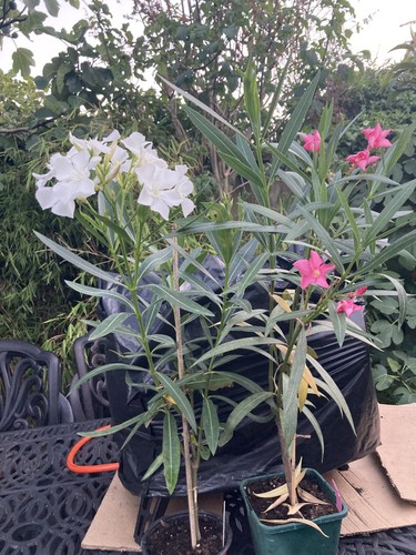 Oleander years old - oleander-, 2