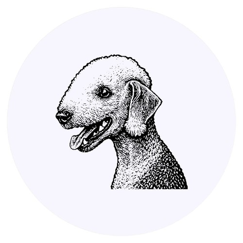Bedlington terrier - 24, x