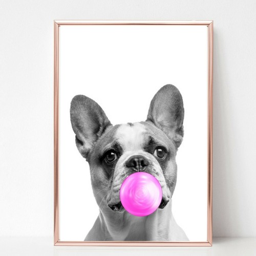 French bull dog - dog, picture