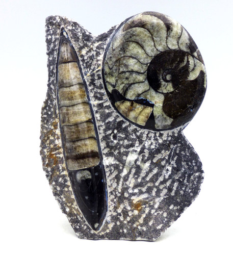 Fossil orthoceras goniatite - fossil,