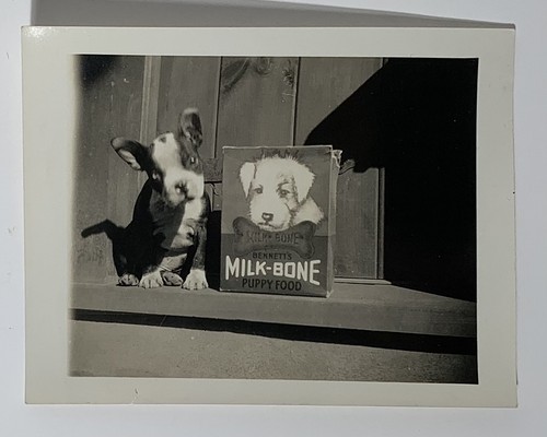 Vintage snap shot photos - photos, dog