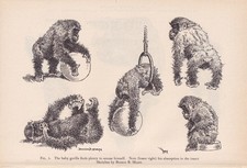 1934 GORILLA ANIMAL SKETCHES Print - Animal Wall Art - 9.15 x 6 Inches
