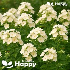 Drummond's Phlox Isabellina -