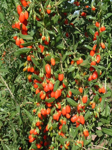 Goji jumbo plug plants - goji,