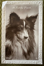 Antique Postcard Dog Shetland