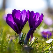 Large Flowering Crocus