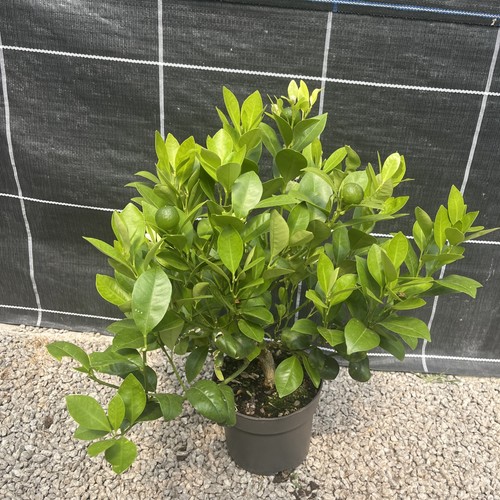 Citrus orange calamondin 40cm - orange,